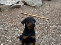 Kızıl ve siyah doberman yavrular