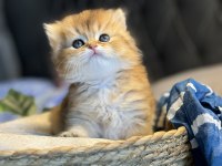 Yüksek kalite golden british longhair kedimiz