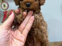RED ERKEK TOY POODLE