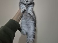 Top kafa safkan eğitimli scottish fold dişi erkek