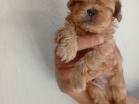 Dişi erkek maltipoo yavrular tuvalet eğitimli