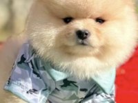 Pomeranian boo köpeği