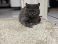 7 aylık tatlı scottish straight kızım