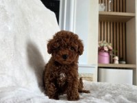 Ruhsatlı Köpek Çiftliğinden Toypoodle Yavrularımız 