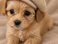 Maltipoo yavrular