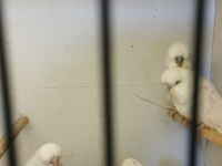 Show jumbo beyaz muhabbet kuşu yavrular