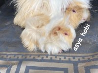 Türkiyede olmayan ginepig renkleri üretmek için çalışma