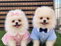 Üst Kalite Ayı Surat Pomeranian Boo