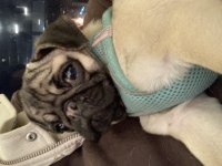 Oyuncu mükemmel ırk bebek pug