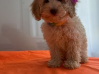 Toy poodle köpeği