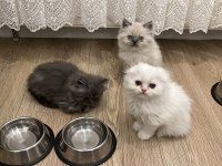 Scottish fold longhair yavru beyaz