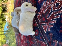 Mini Lop Tavşan Yavruları Evcil