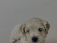 Sağlık ve ırk garantili maltipoo yavrular