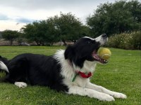 Son derece sağlıklı ve kaliteli yetişkin Border Collie