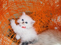 British Longhair Tüm Eşyalarıyla