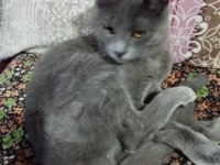 Sahiplendirilecek 3 aylık british shorthair