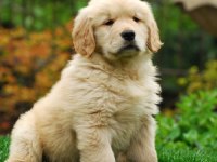 2 Aylık Tosbik Golden Retriever Yavrularım