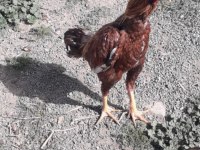 A kalitede Hint horozları