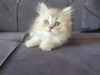 Silver british longhair kızımız yeni ailesini bekliyor