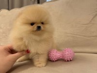 Ayıcık Surat Gerçek Pomeranian Boo Yavrular