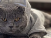 Oğluma british shorthair eş arıyorum