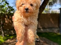 Aprikot toy Poodle yavrumuz 