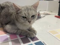 Acil kedi sahiplendirme british shorthair