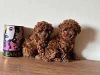 AİLEDEN UYGUNA RED BROWN TOY POODLE