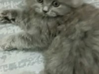 British longhair 25 mart doğumlu