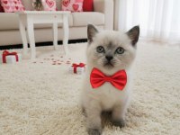 Kaliteli kediler british shorthair