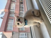 British Shorthair Dişi