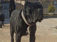 4 nisan doğumlu cane corso anne baba secereli