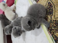 Enfes Güzellikte Scottish Fold Yavrular