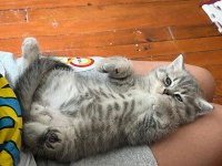 Orjinal saf kan scottish fold bebekler