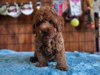 Her Eve Uygun Poodle Bebekler
