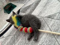 2 AYLIK BRİTİSH SHORTHAİR KEDİMİZ