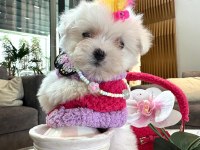 Maltese Tatlı Yavru Köpeklerimizle Tanışın!