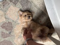 EN UYGUN MALTİPOO