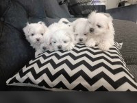 0 numara maltese bebekler