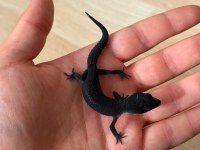 Black Night Leopard Gecko