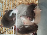 Dumbo Rat Husky ve Karamel Bebekler ACİL