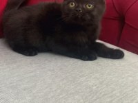 3 aylık dişi ve erkek british shorthair yavru