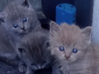 British shorthair yavrular