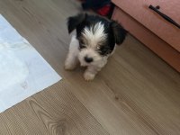 Evcil Yavru Köpekler