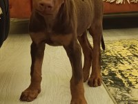 Doberman yavrular dişi ve erkek