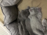 British shorthair miniklerimi güzel bir yuva arıyorum