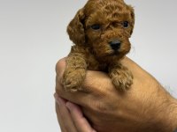 Toy Poodle Köpeğimiz