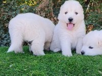 Pamuk Samoyed Bebekler