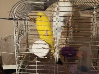 Takım Lutino Albino Muhabbet Kuşu