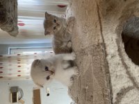 Dişi scottish fold boncuklar